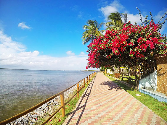 Mangue Seco | Bate Volta